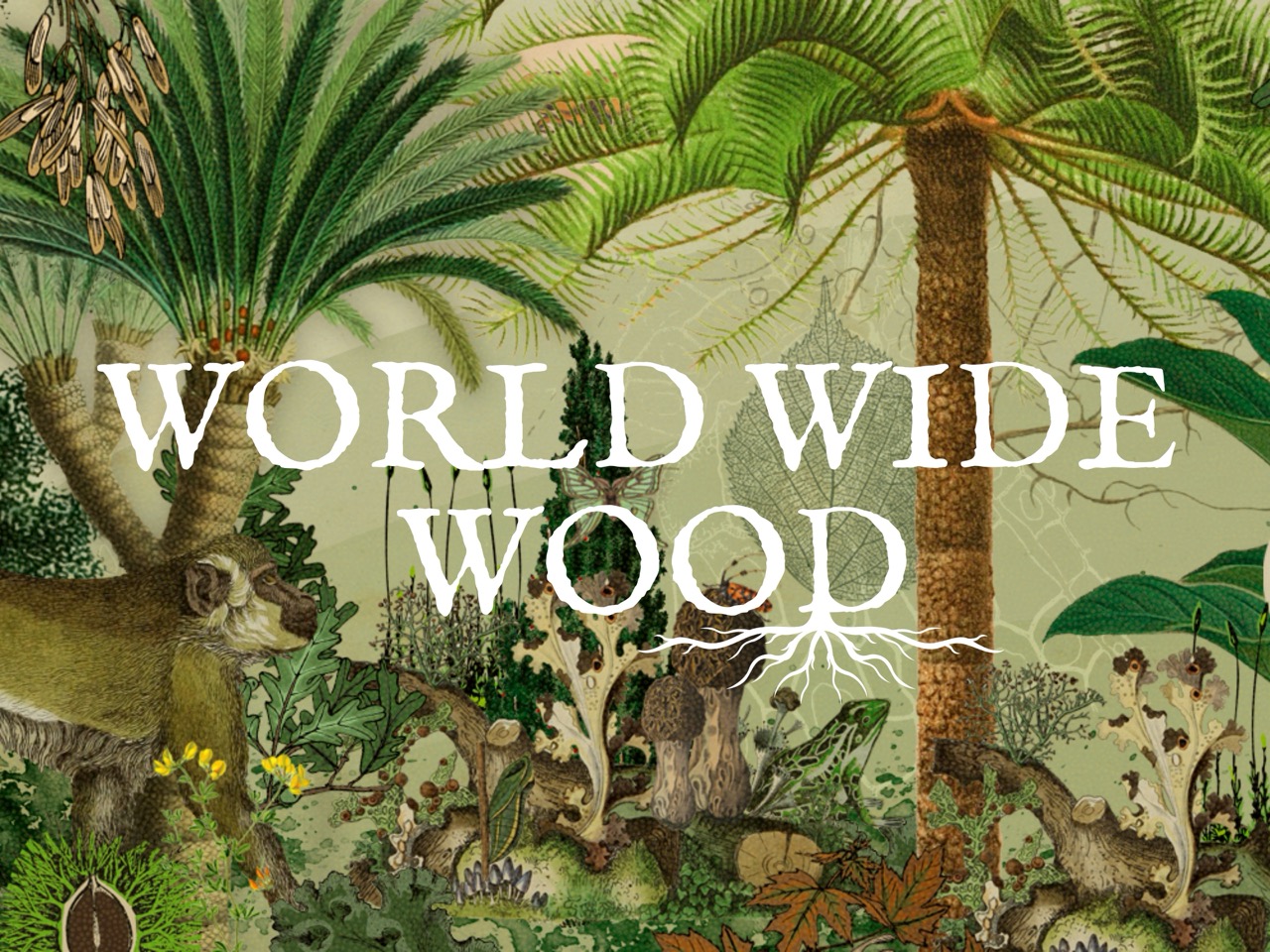 Colectivo Rokunin presenta en Casa de la Cultura de Córdoba sus galerías con árboles de las Altas Montañas en el proyecto de Google World Wide Wood