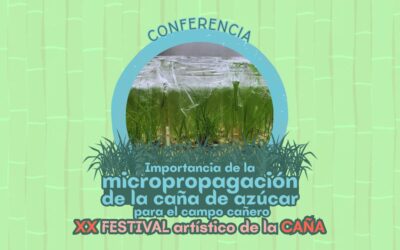 Micropropagación de la caña de azúcar XXFAC